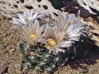 Mammillaria coahuilensis F.Carlier (also by 100 seeds)